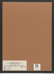 Pleurosigma stuxbergii Cl. et Gr. (de-Toni-Nr.: Genus 13, Species 1053) Zeichnungen Sammlung Grunow Mappe 01040 (Herbarium_W_Grunow_drawings_Folder_01040)